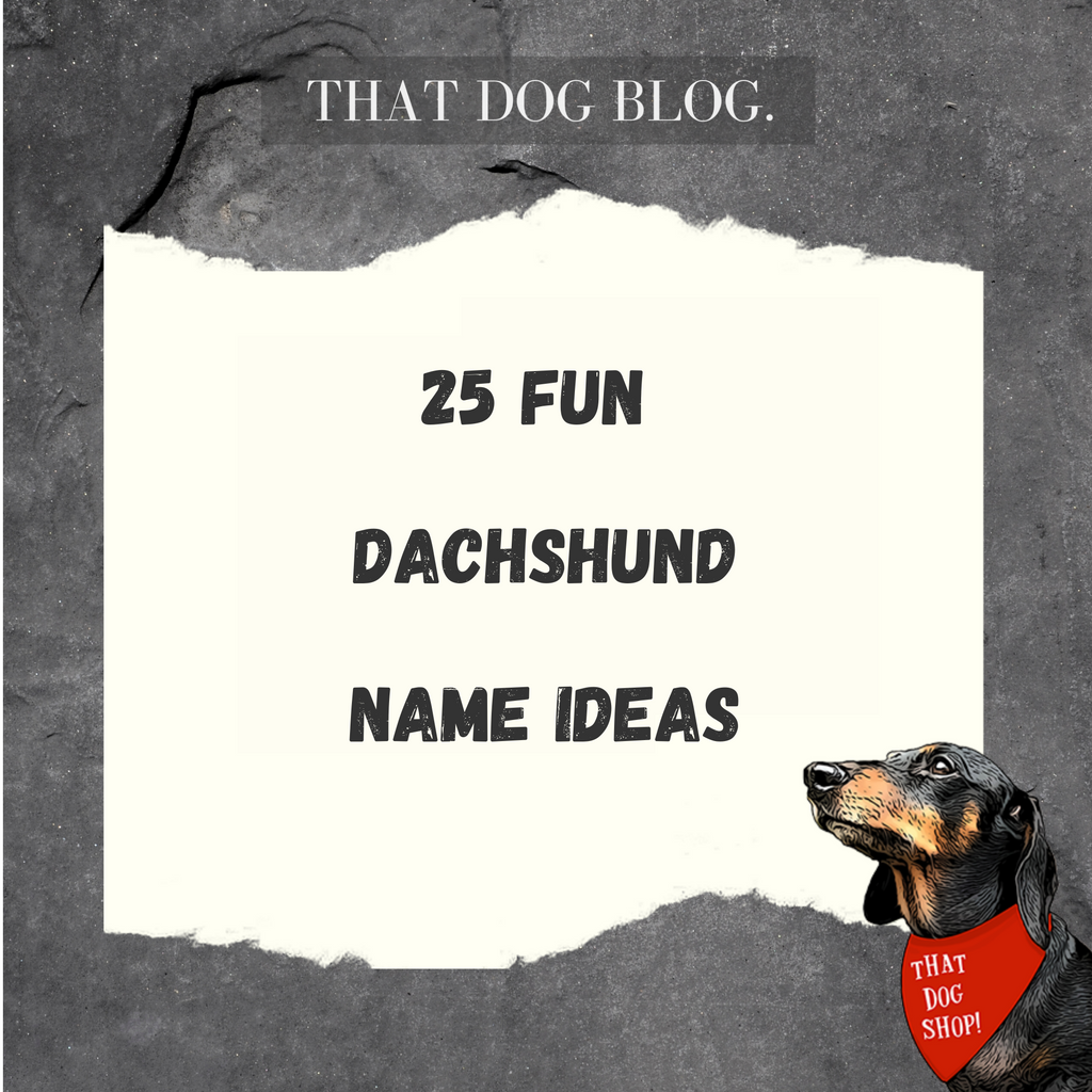 25 Name Ideas for your Dachshund (Sausage Dog)