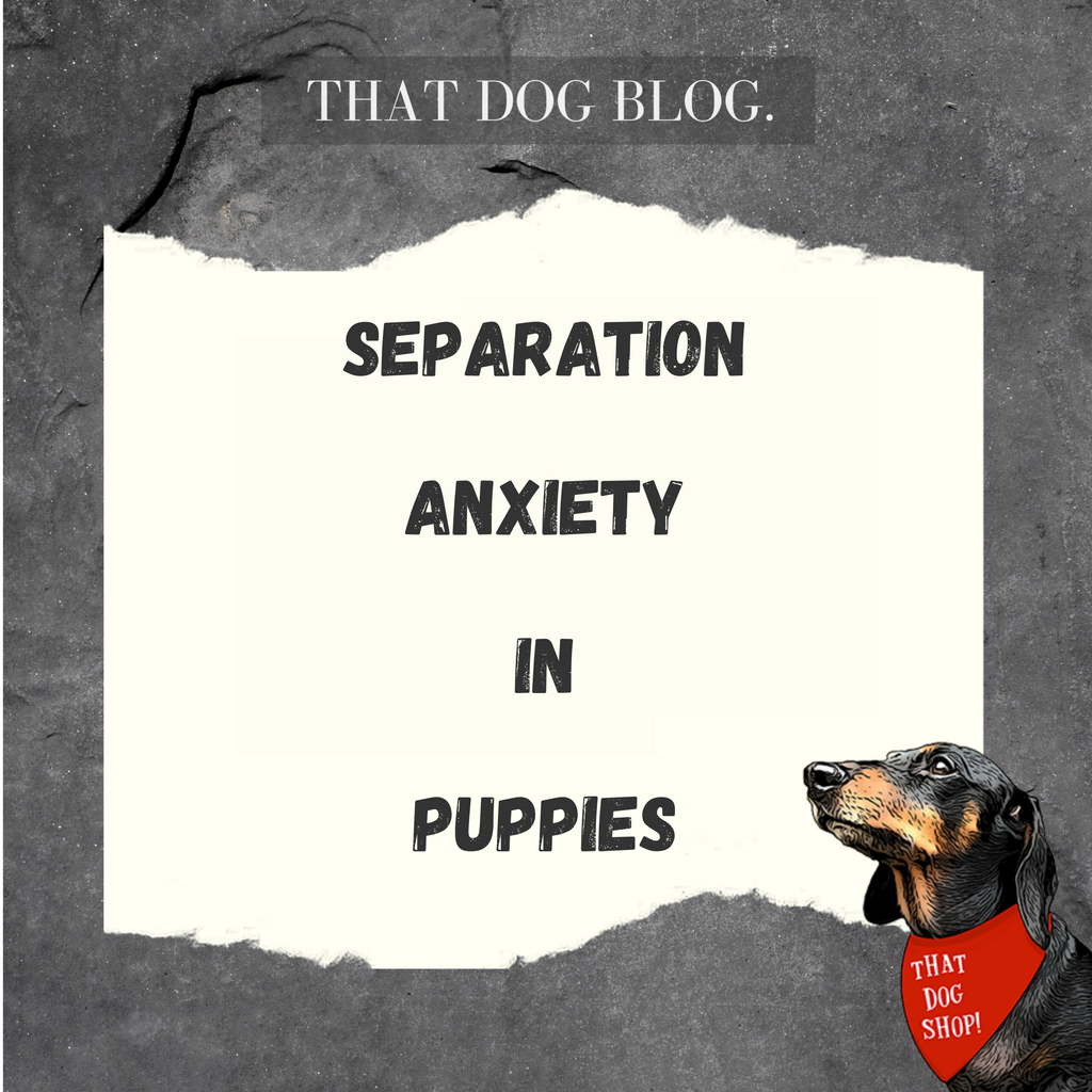 Separation Anxiety in Puppies