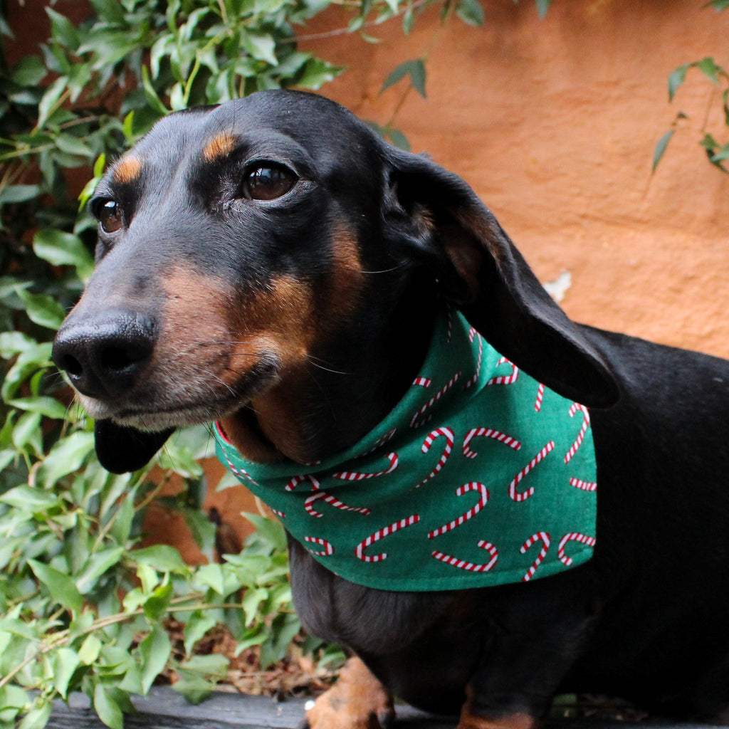 Dog Bandana - Candy Cane Print-That Dog Shop