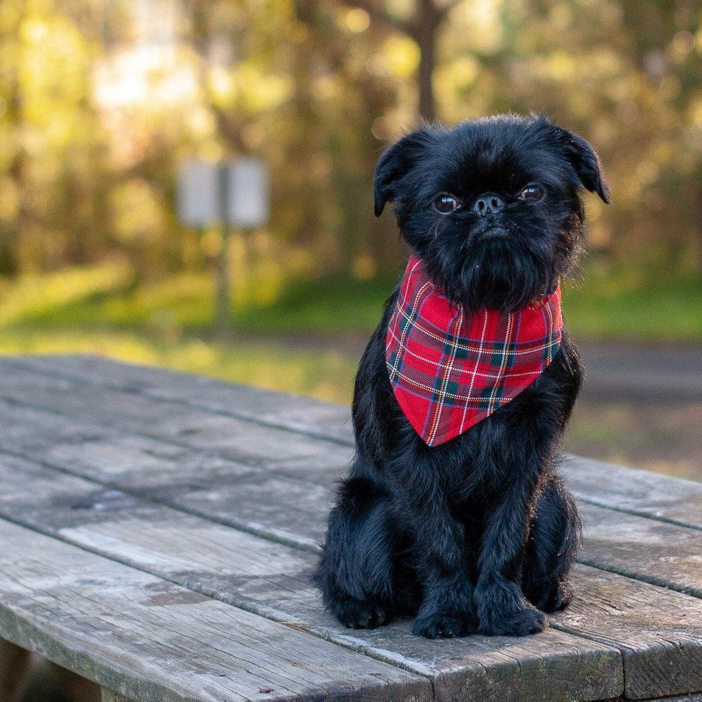 Dog Bandana - Red Tartan-That Dog Shop