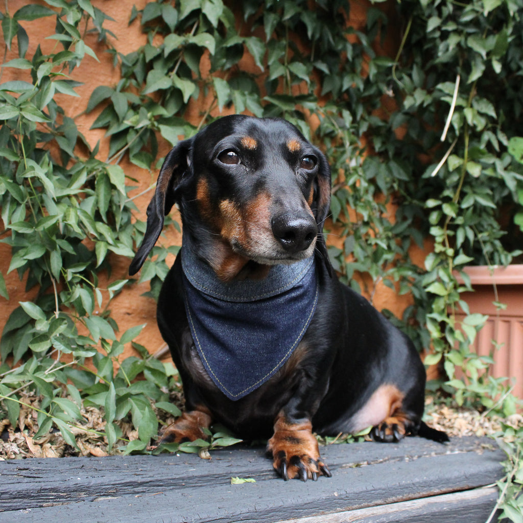 Dog Bandana - Double Denim