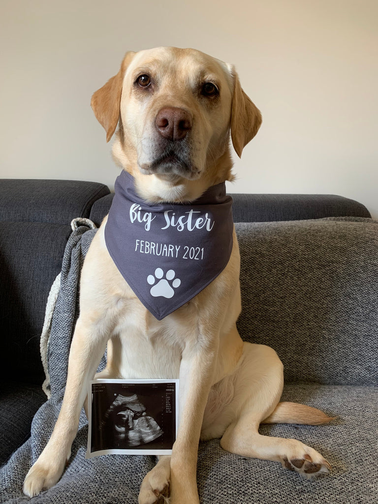 Pregnancy Announcement Dog Bandana Big Brother/Big Sister - Grey