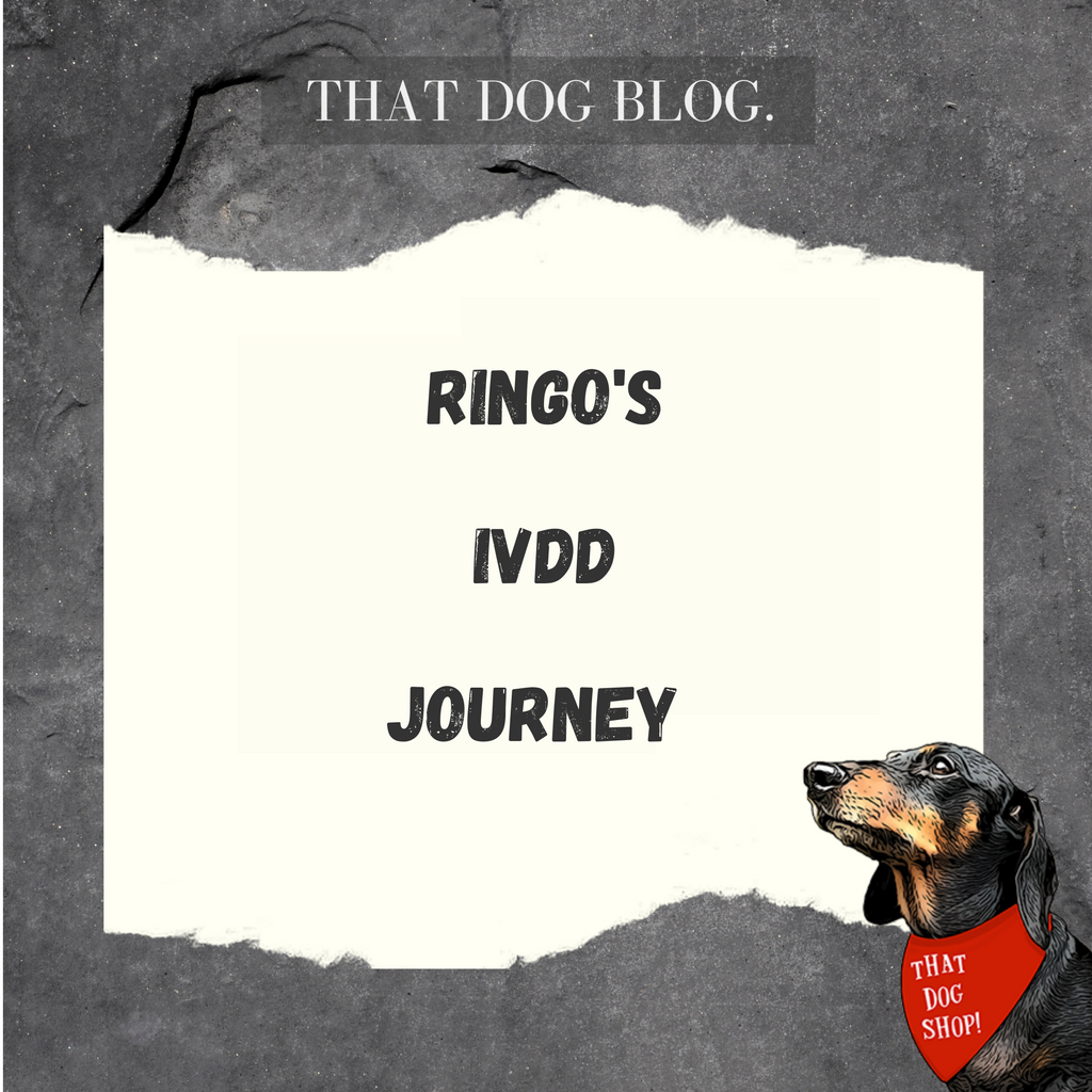 Ringo's IVDD Journey