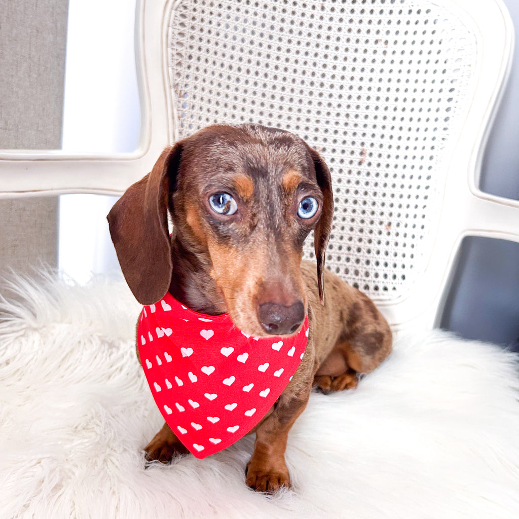 Dog Bandana - Valentine's Classic Red Hearts