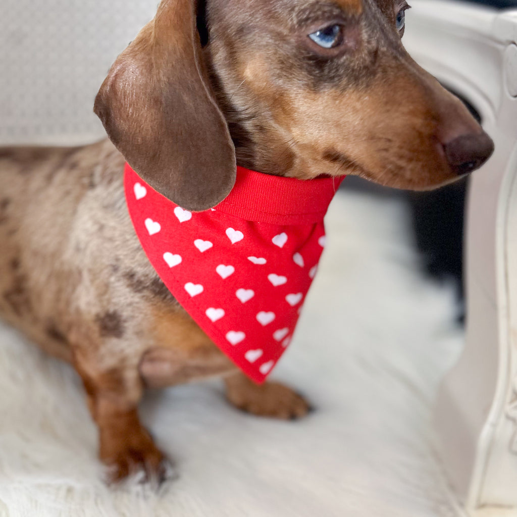 Dog Bandana - Valentine's Classic Red Hearts