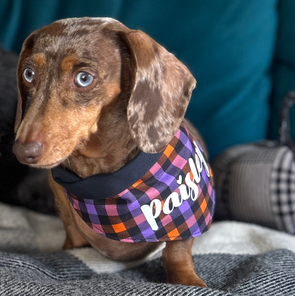 Dog Bandana - Halloween Gingham