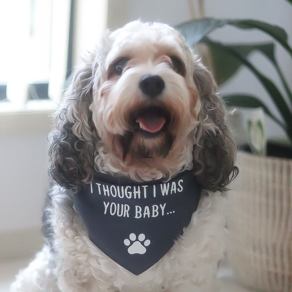 Pregnancy Announcement Dog Bandana I Thought I Was Your Baby... - Grey