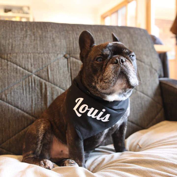 Dog Bandana - Blue/Navy Check