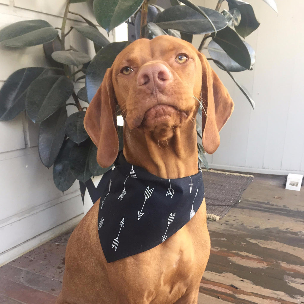 Dog Bandana - Black Arrows