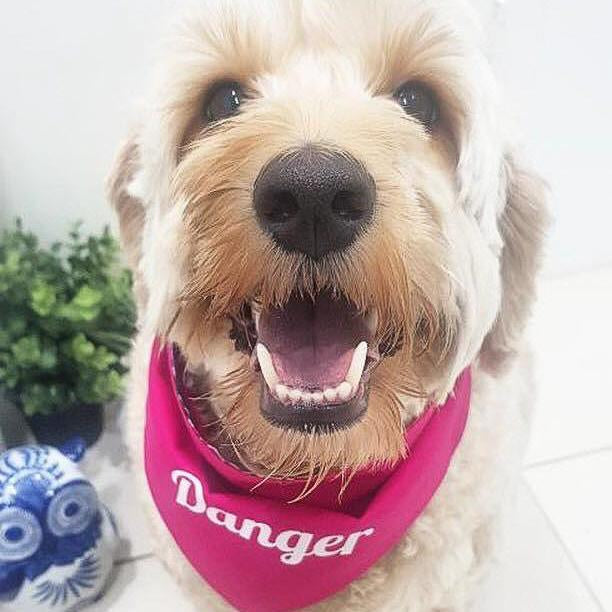 Dog Bandana - Watermelon-That Dog Shop