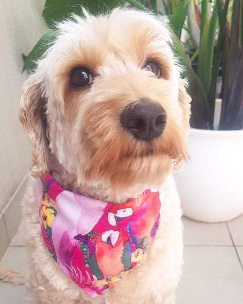 Dog Bandana - Parrots in Paradise-That Dog Shop