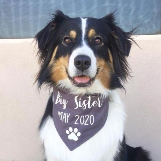 Pregnancy Announcement Dog Bandana Big Brother/Big Sister - Grey-That Dog Shop