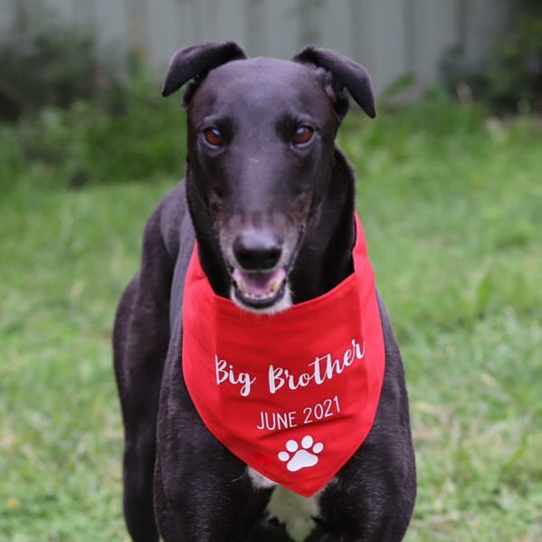 Pregnancy Announcement Dog Bandana Big Brother/Big Sister - Red