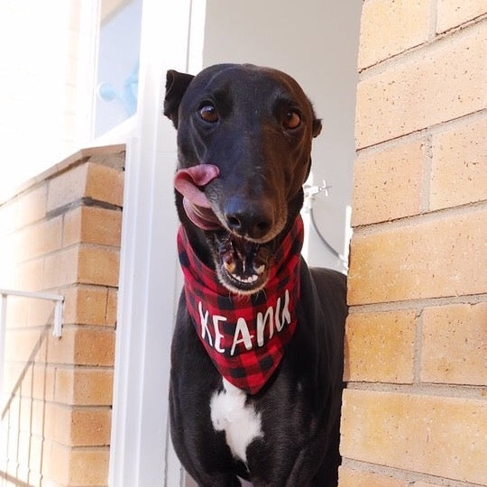 Dog Bandana - Red/Black Buffalo Check