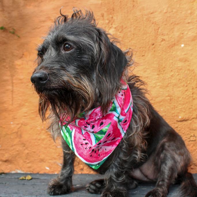 Female sales dog bandanas