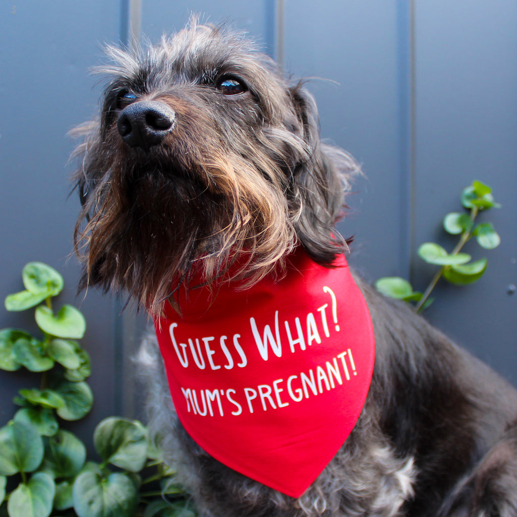 Pregnancy Announcement Dog Bandana Guess What? Mum's Pregnant! - Red