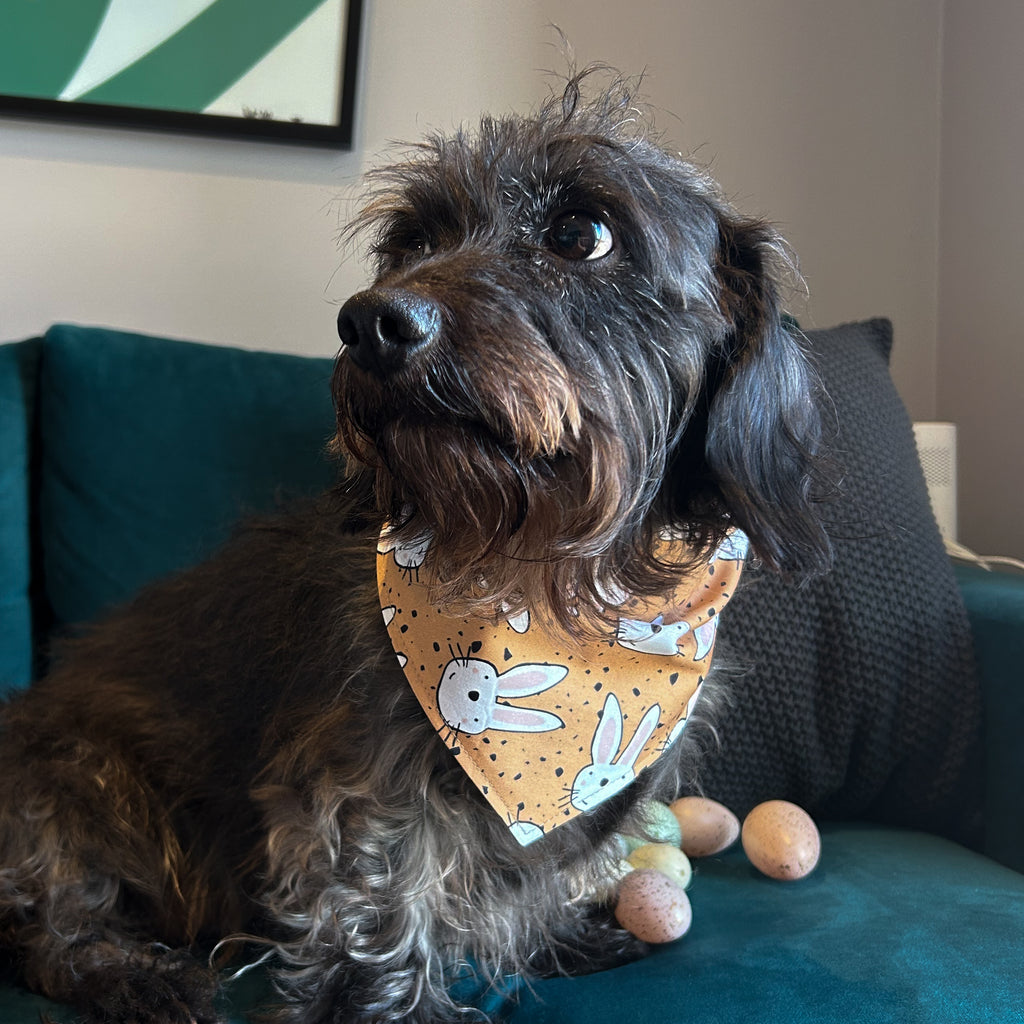 Dog Bandana - Bunnies