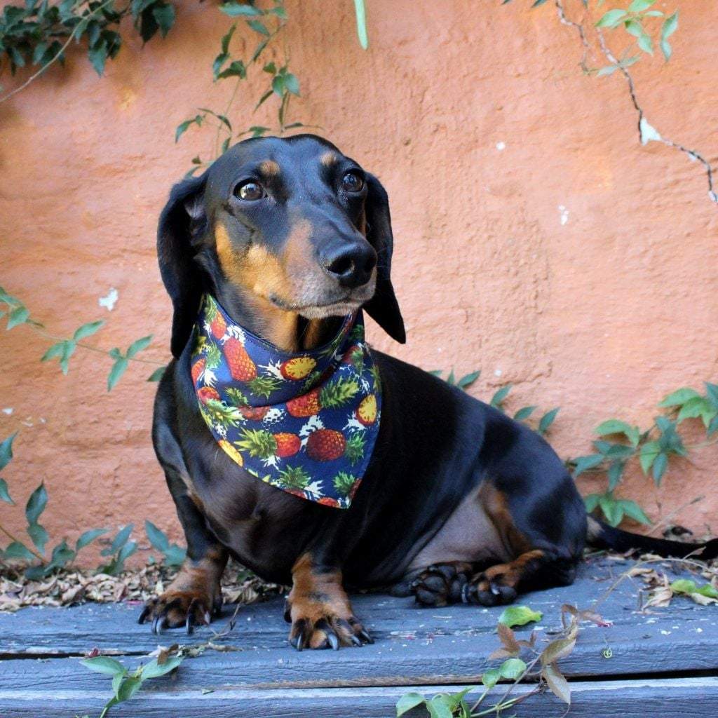 Dog Bandana - Pineapple Party-That Dog Shop