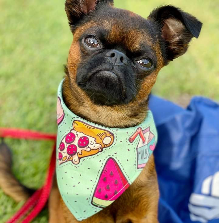 Personalised dog bandanas cheap