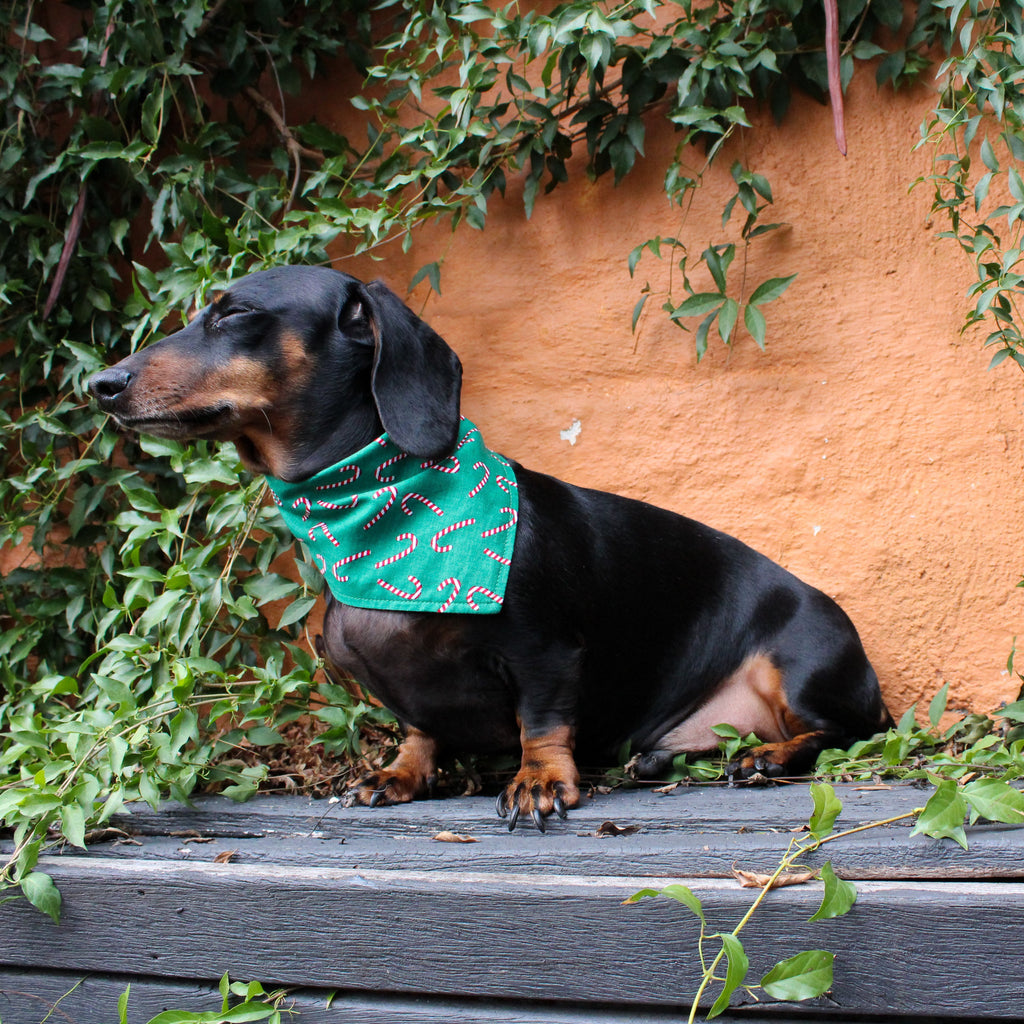 Dog Bandana - Candy Cane Print-That Dog Shop