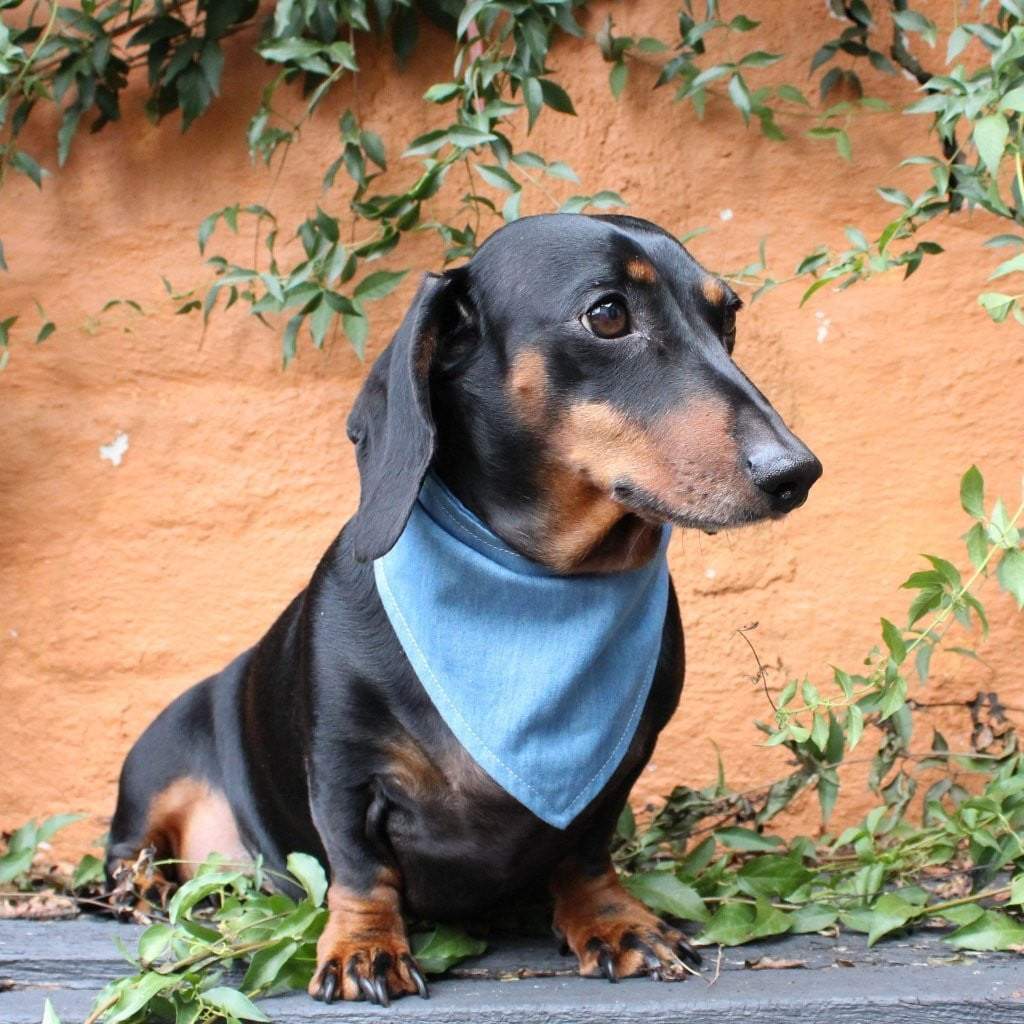 Dog Bandana - Chambray Denim-That Dog Shop