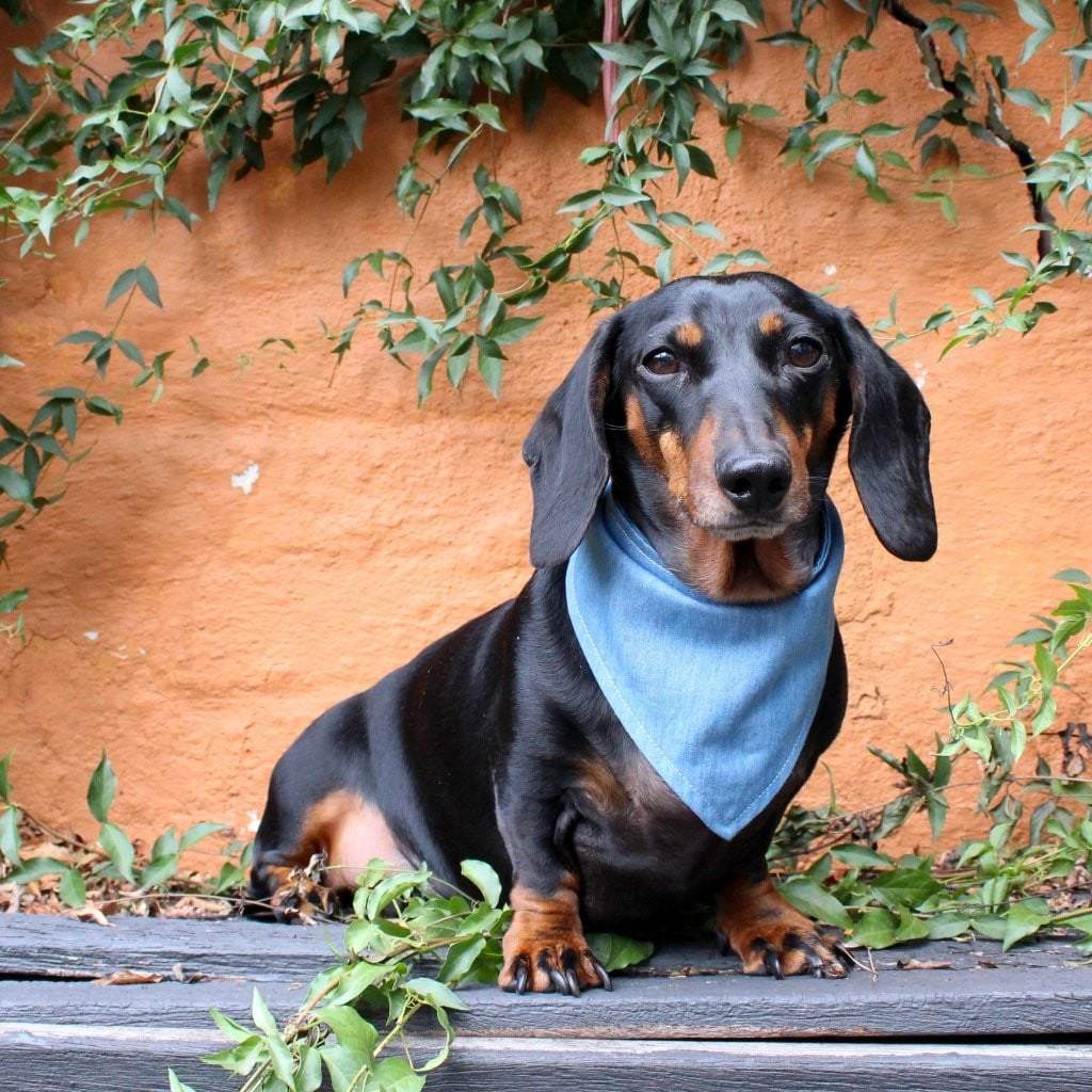 Dog Bandana - Chambray Denim-That Dog Shop