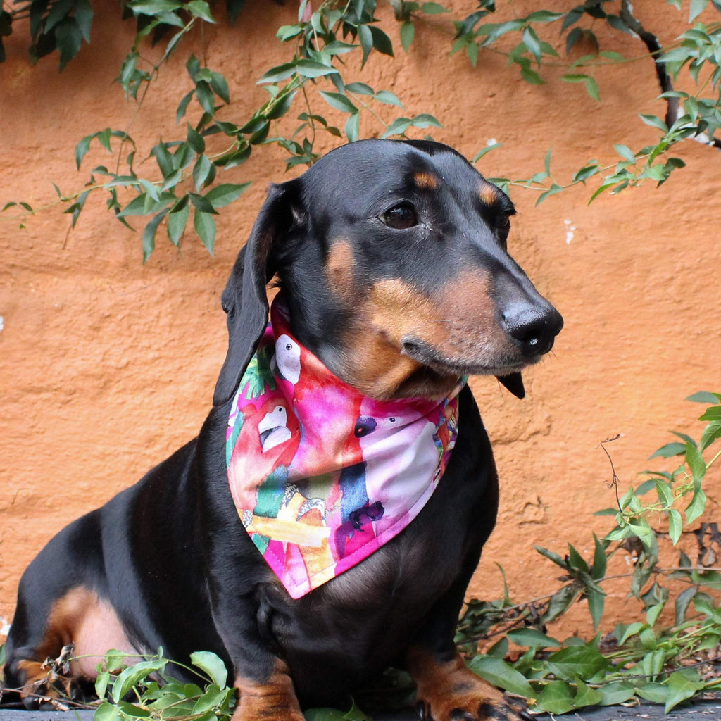 Dog Bandana - Parrots in Paradise-That Dog Shop