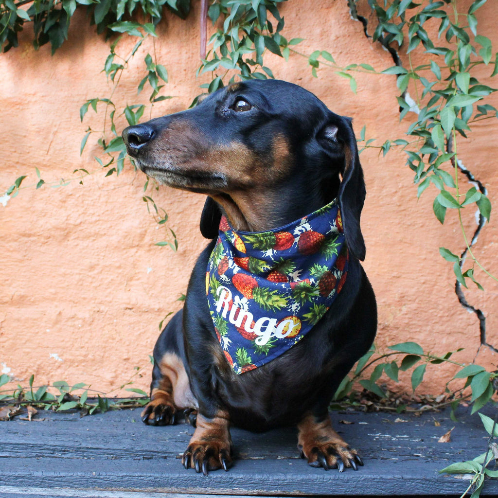 Dog Bandana - Pineapple Party-That Dog Shop