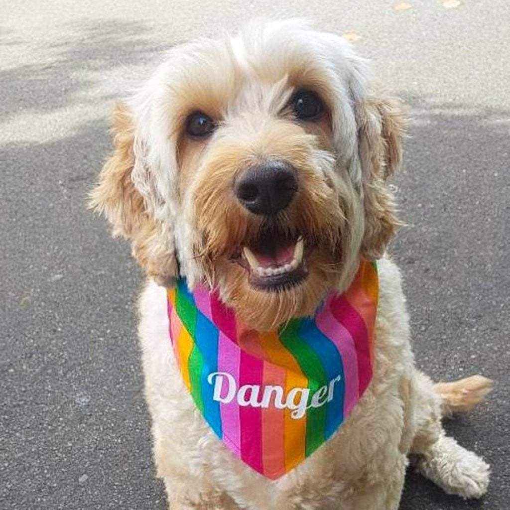 Dog Bandana - Rainbow Stripe-That Dog Shop