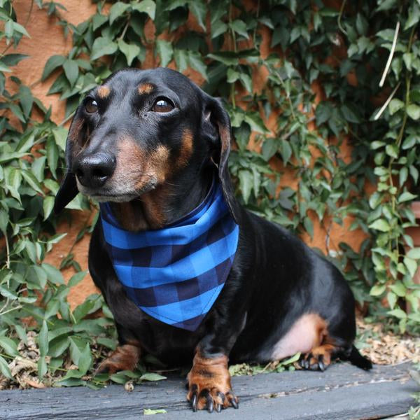 My Dog & Me Bow & Bandana Set - Blue/Black Check