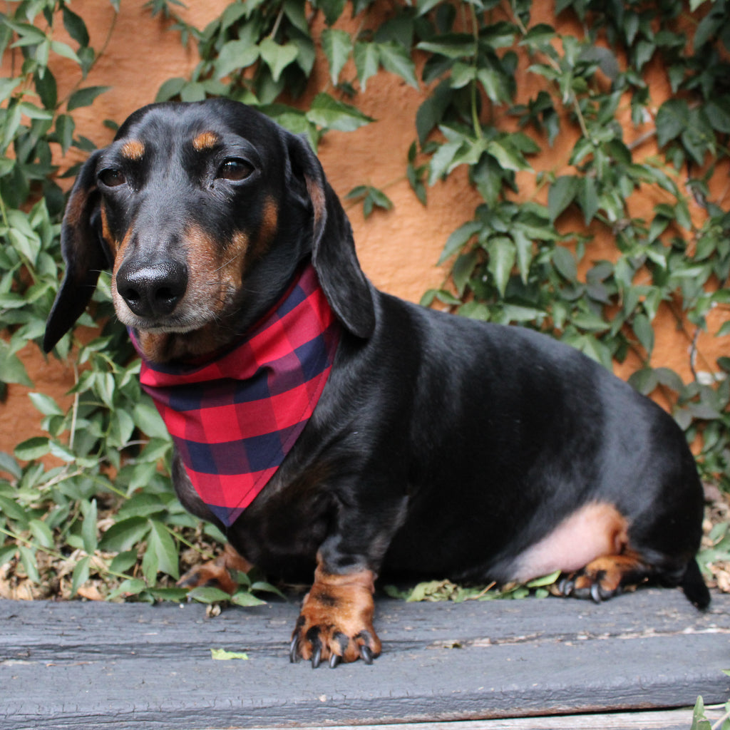 Dog Bandana - Red/Navy Check