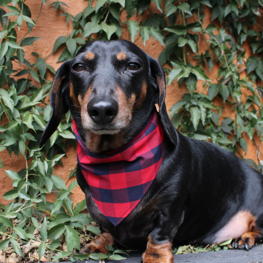 Dog Bandana - Red/Navy Check