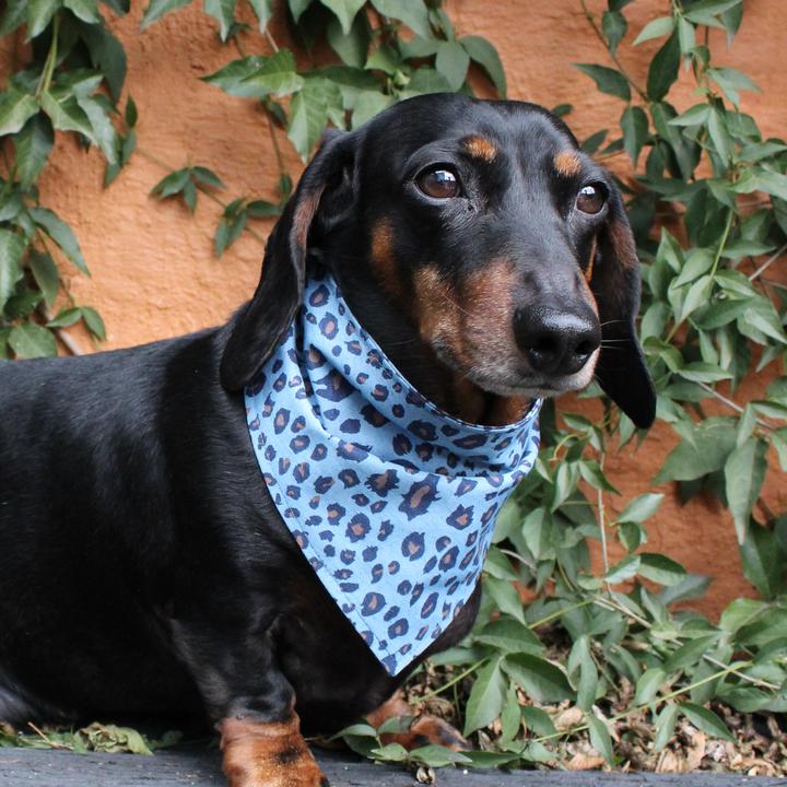 My Dog & Me Bow & Bandana Set - Leopard Print Chambray Denim